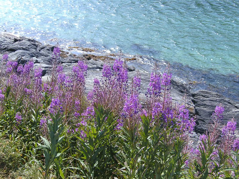 Nordkap 2009 543.jpg